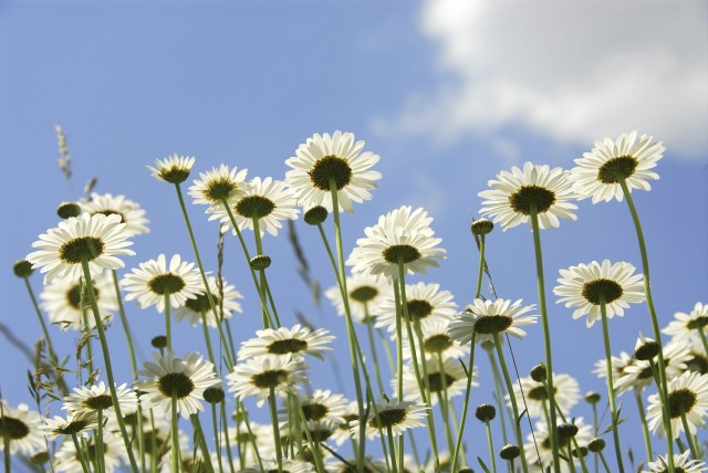 Glad miljövänlig midsommar